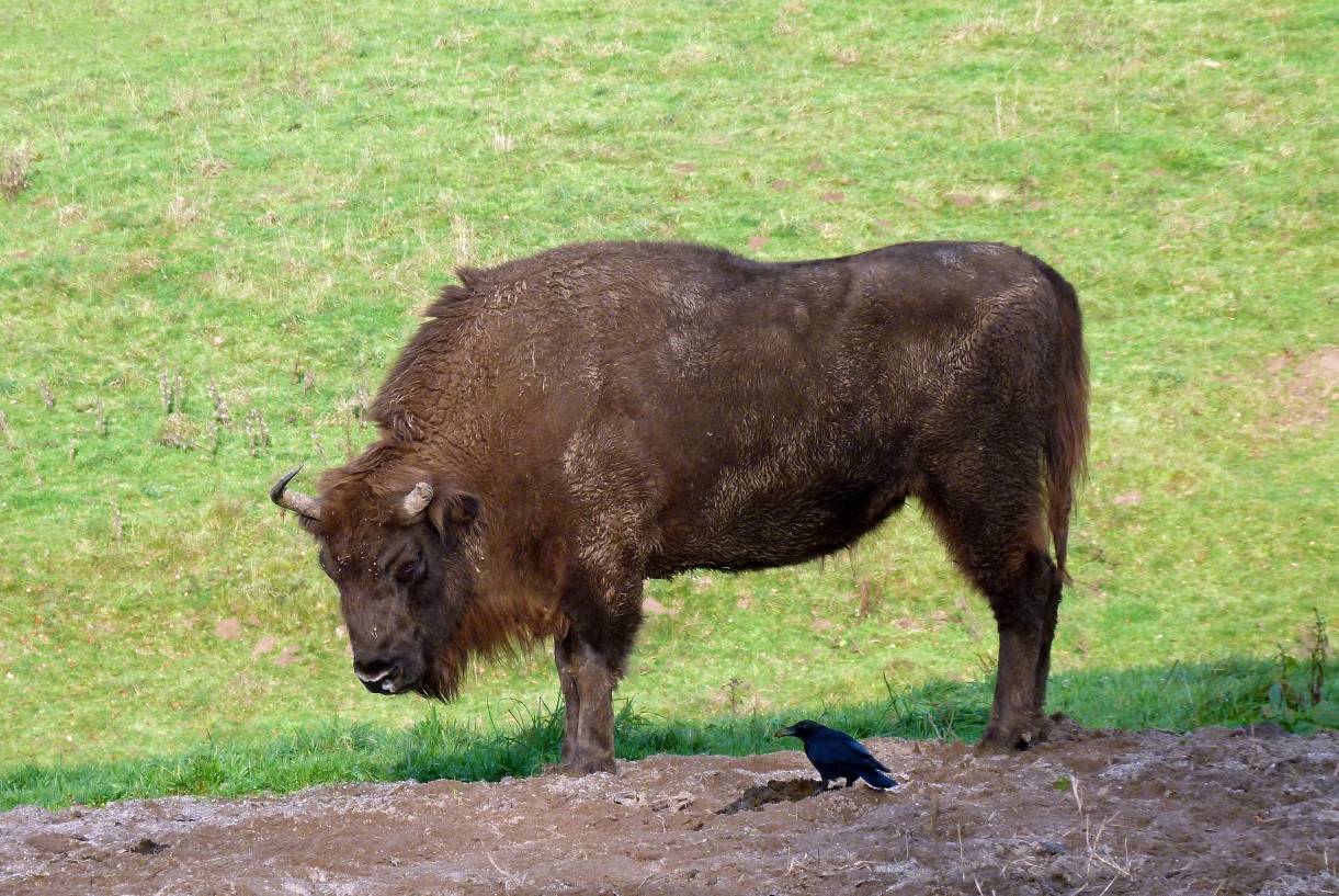  Klangvielfalt im Eiszeitlichen Wildgehege Neandertal: Vögel treffen auf Wisent &amp; Co. 