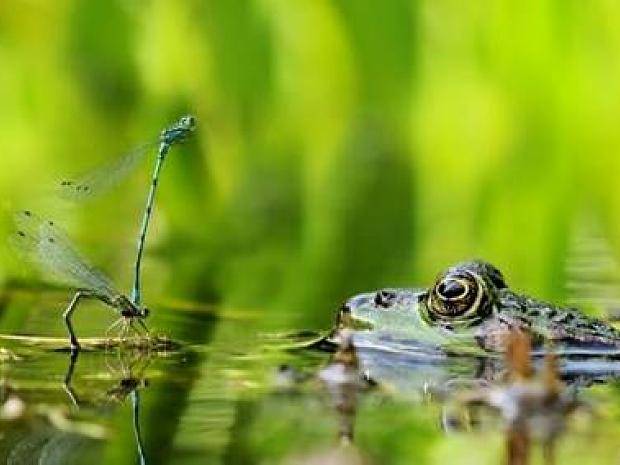 Jürgen Hanke (Menden) mit „Frosch und Azurjungfern“...