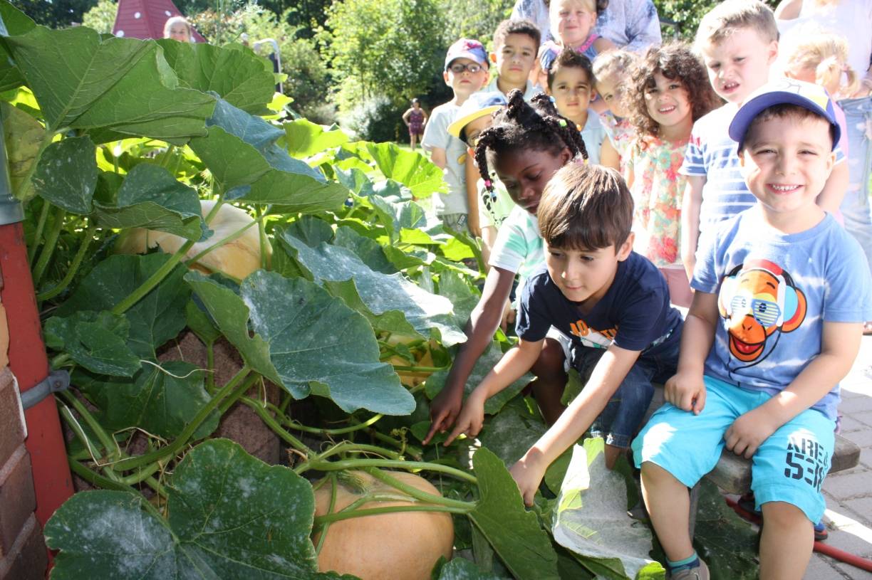  Die Kinder der Kita Volkardeyer Straße in Ratingen sind stolz auf ihre vielen riesigen Kürbisse. 