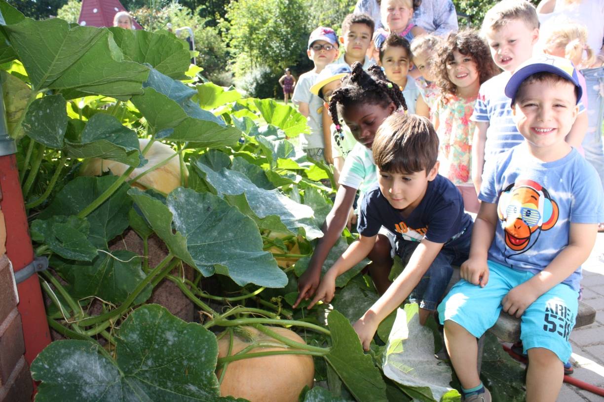 Kürbisfrüchte entwickeln sich großartig