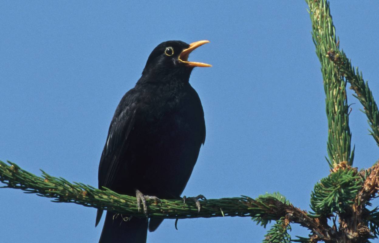  Abends die Letzten und morgens die Ersten: Amseln gehören zu den häufigsten Gartenvögel Deutschlands. 