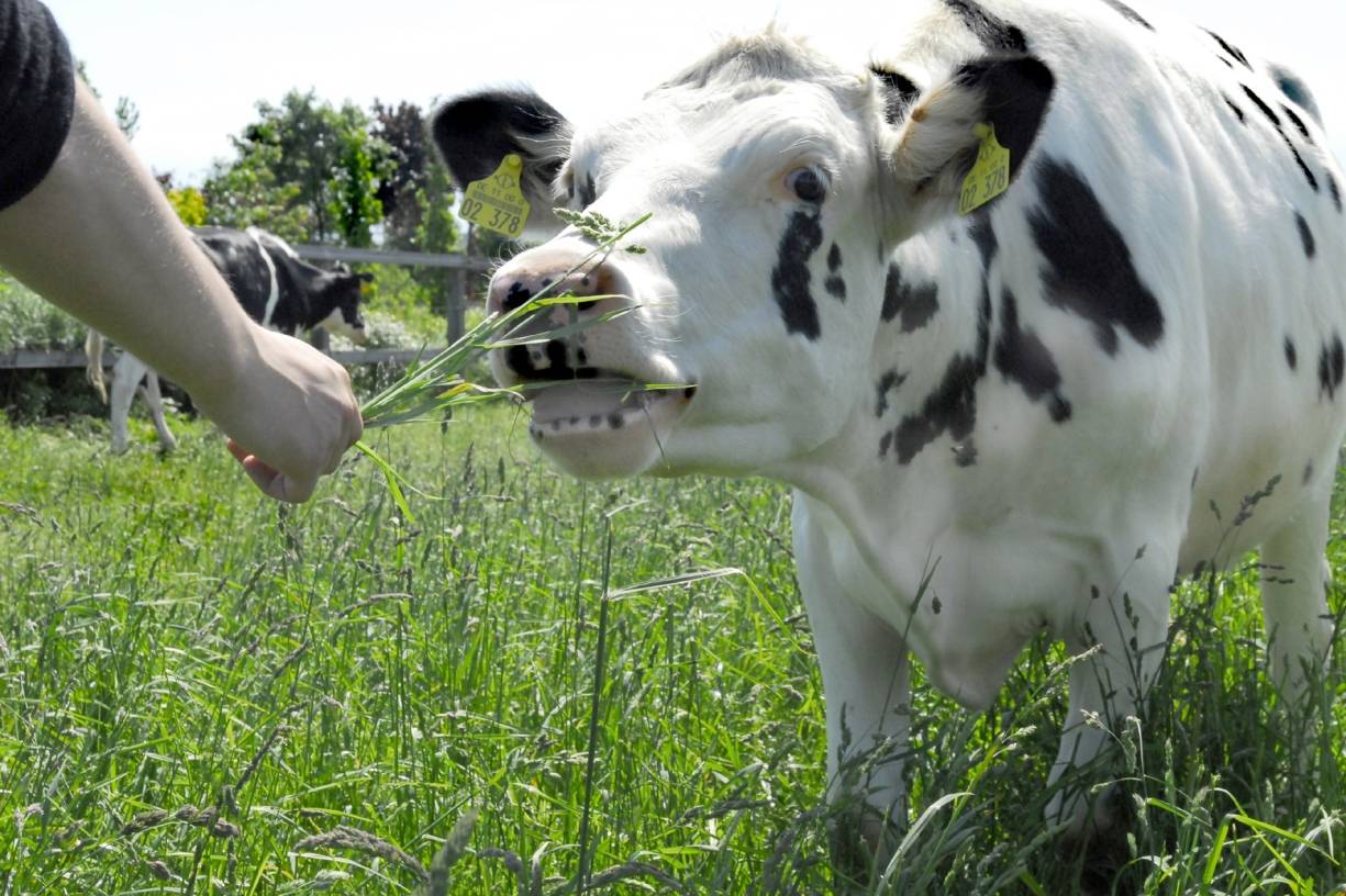 Unfallrisiko in heimischer Landwirtschaft weiter senken