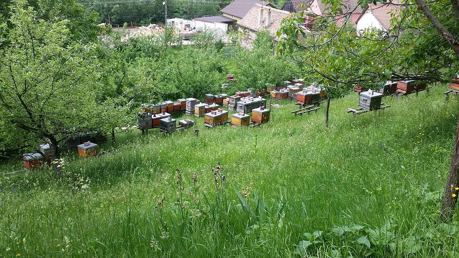 Die Natur ist in Siebenbürgen noch sehr ursprünglich und auch die Menschen nutzen ihre...