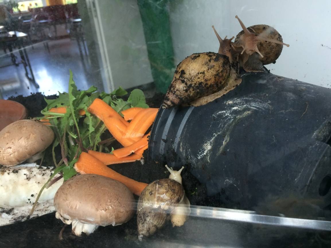  Ziemlich groß, so eine Achatschnecke. 