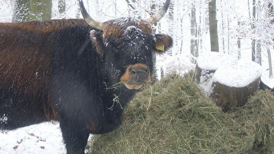 Winteraction im neanderland