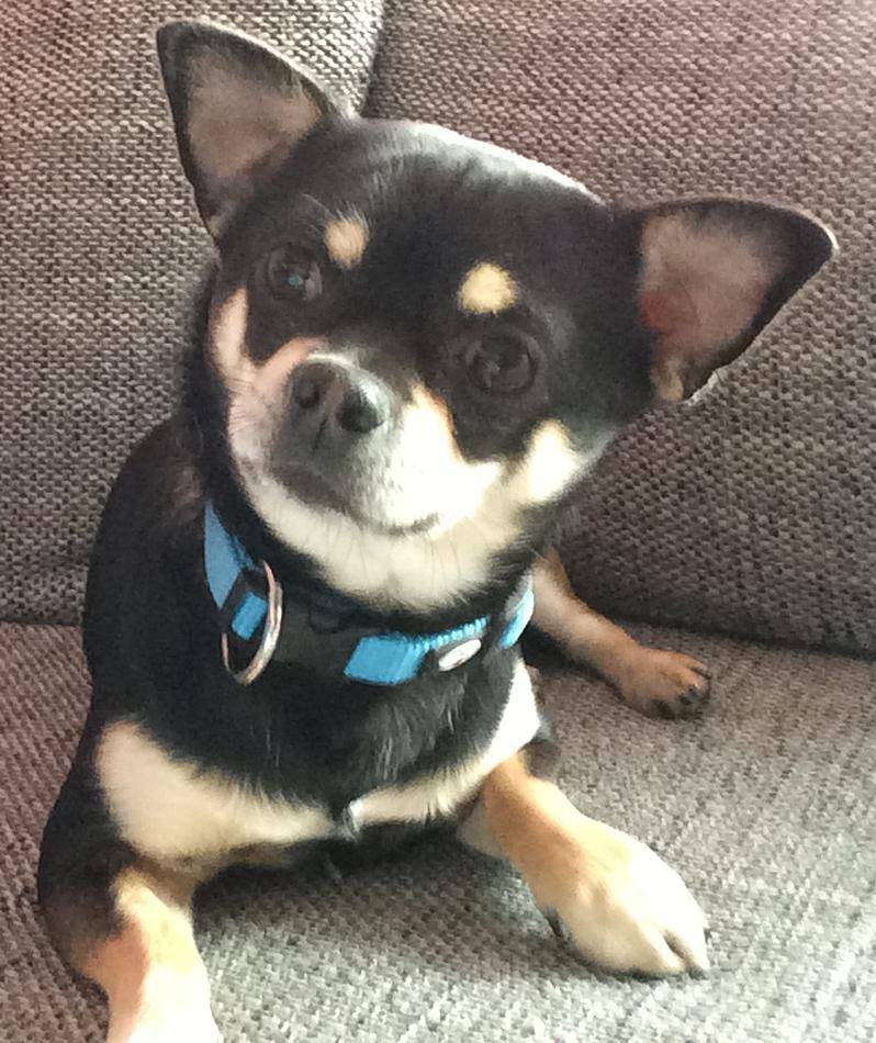  Momo ist wieder da. Zwei Mädchen hatten ihn einfach mitgenommen. 