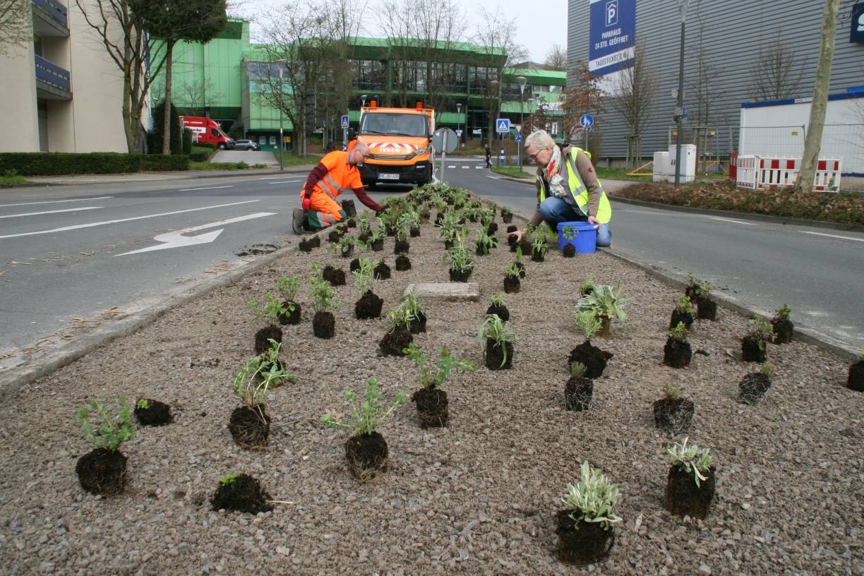 Stauden und Wildblumen als Straßengrün