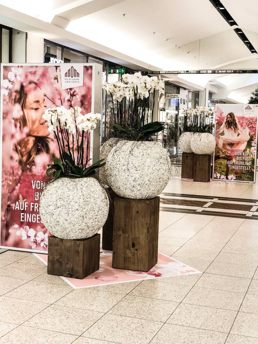 Der Frühling beglückt uns mit einem kräftigen Korallrot