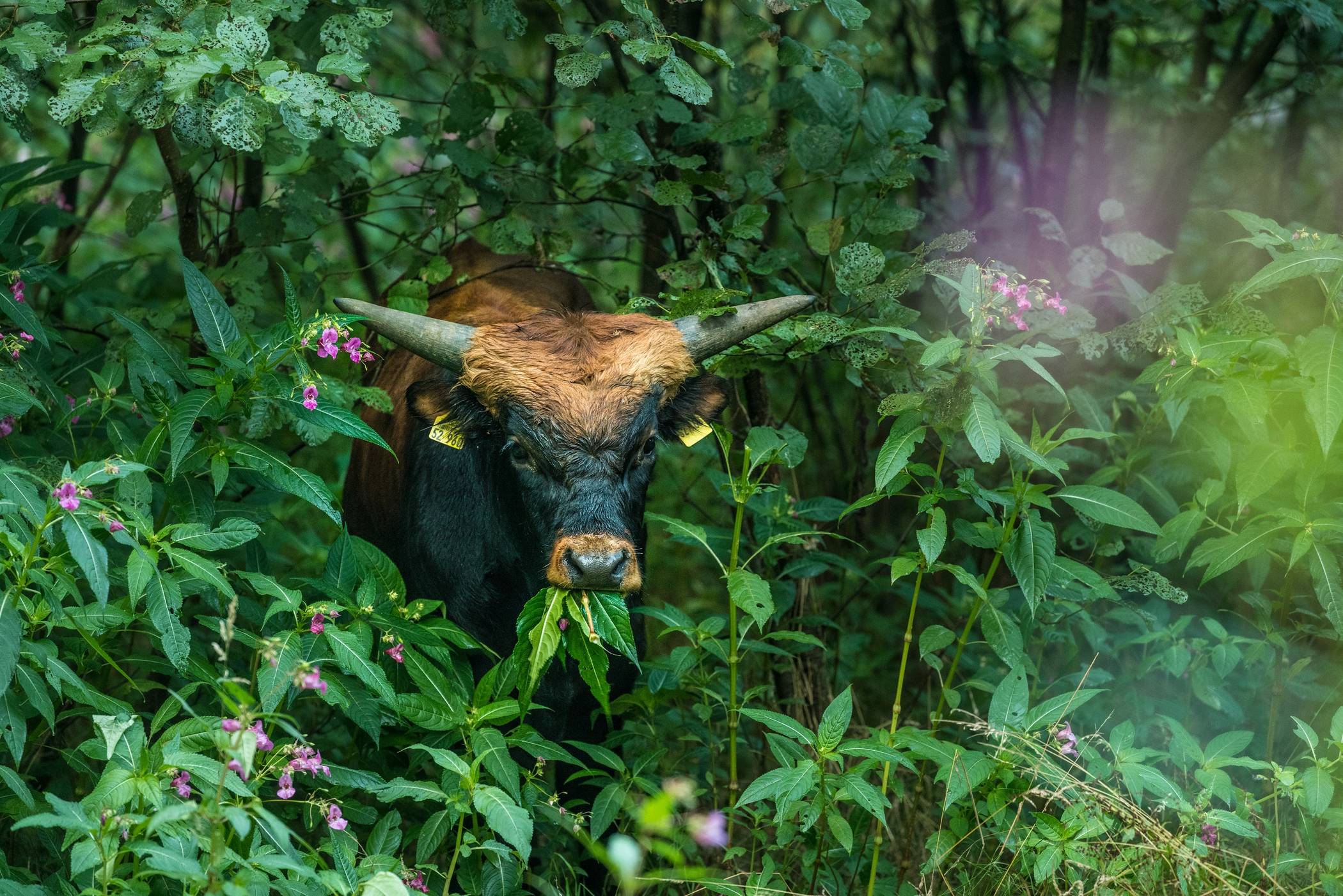 Noch freie Plätze bei „Große Tiere“: Wildgehege, Wald und Wanderlust