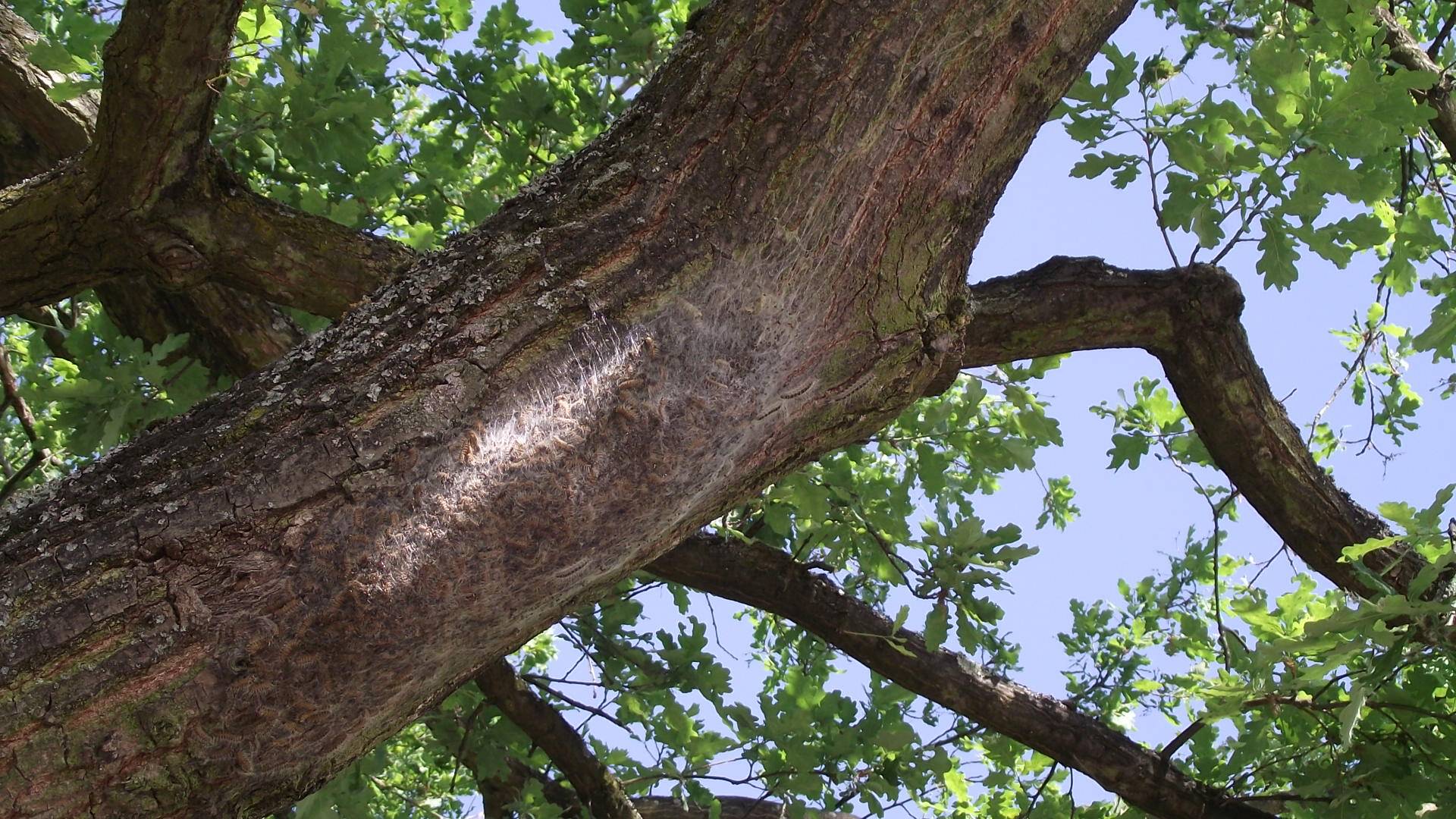 Eichenprozessionsspinner: Bäume werden behandelt