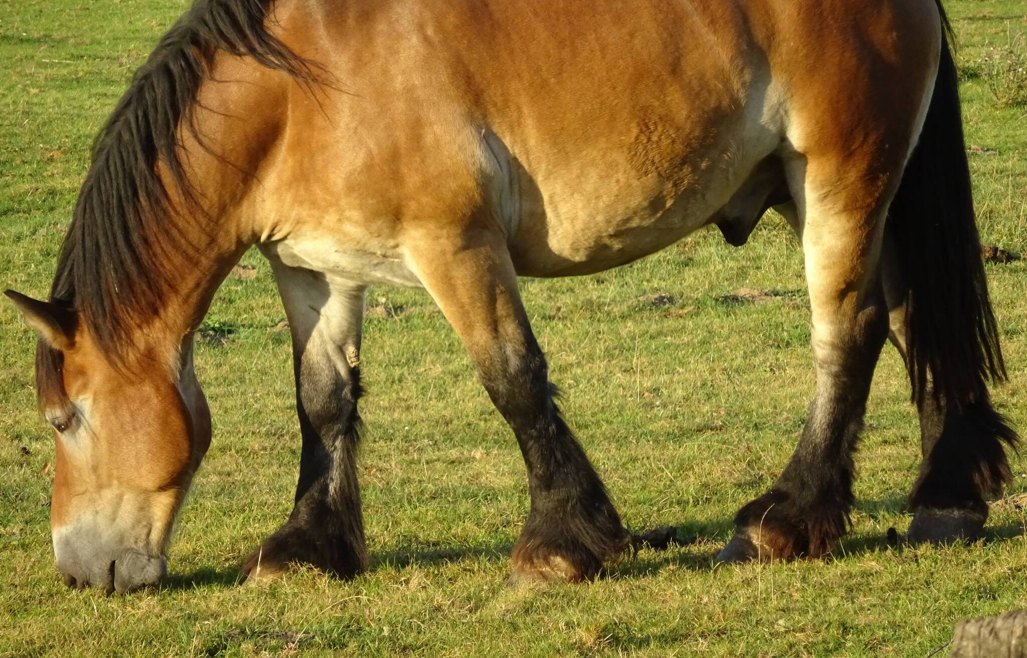  Kaltblüter sind Pferderassen, die sich durch hohes Körpergewicht und ruhiges Temperament auszeichnen, und als schwere Zugpferde eingesetzt werden. Zwei solcher Tiere stehen morgen auf dem Mettmanner Markt. 