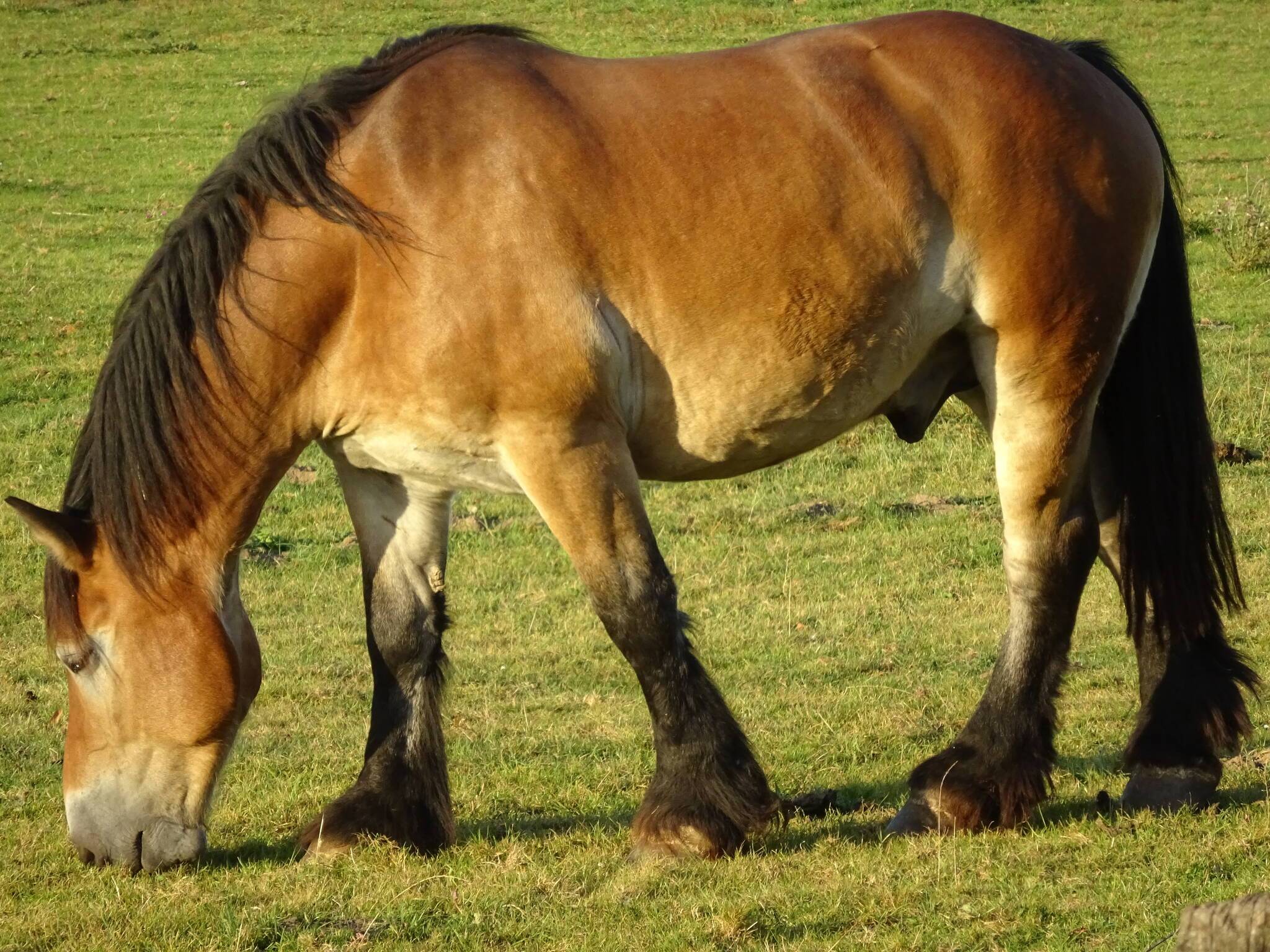  Kaltblüter sind Pferderassen, die sich durch hohes Körpergewicht und ruhiges Temperament auszeichnen, und als schwere Zugpferde eingesetzt werden. Zwei solcher Tiere stehen morgen auf dem Mettmanner Markt. 