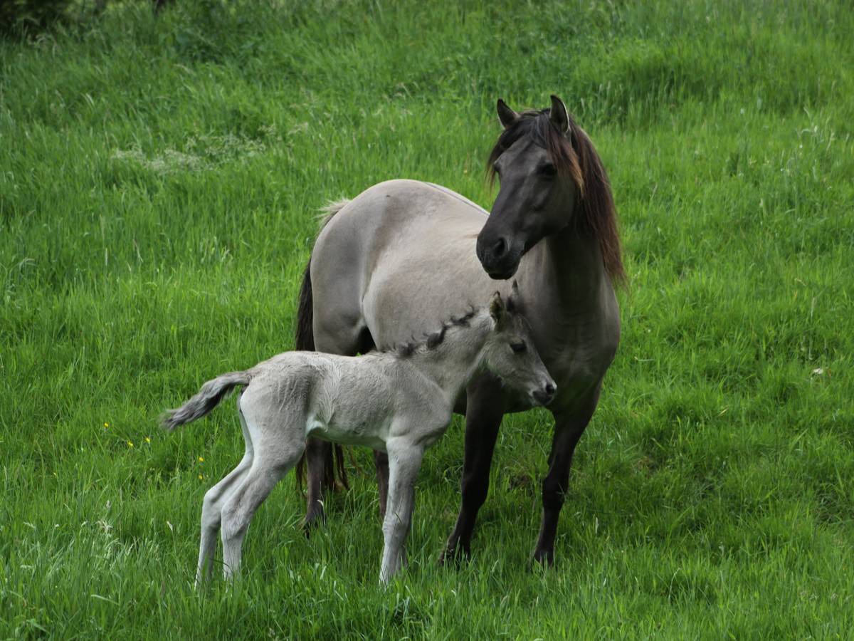 Nachwuchs im eiszeitlichen Wildgehege
