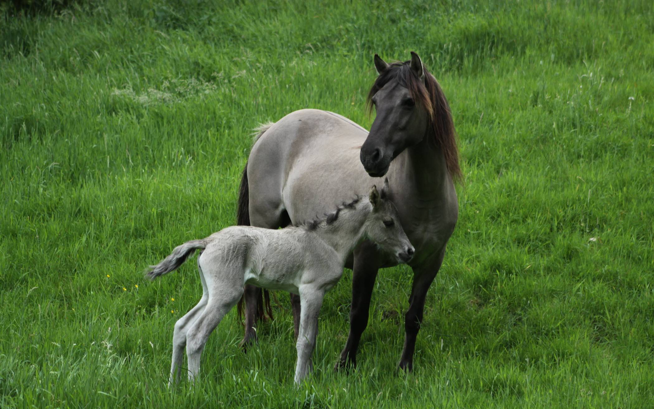 Stierkalb und Stutfohlen geboren