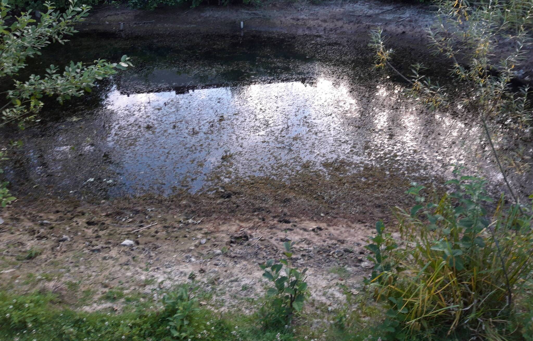  Der Teich im Comberg-Park ist fast komplett trocken gelegt.  