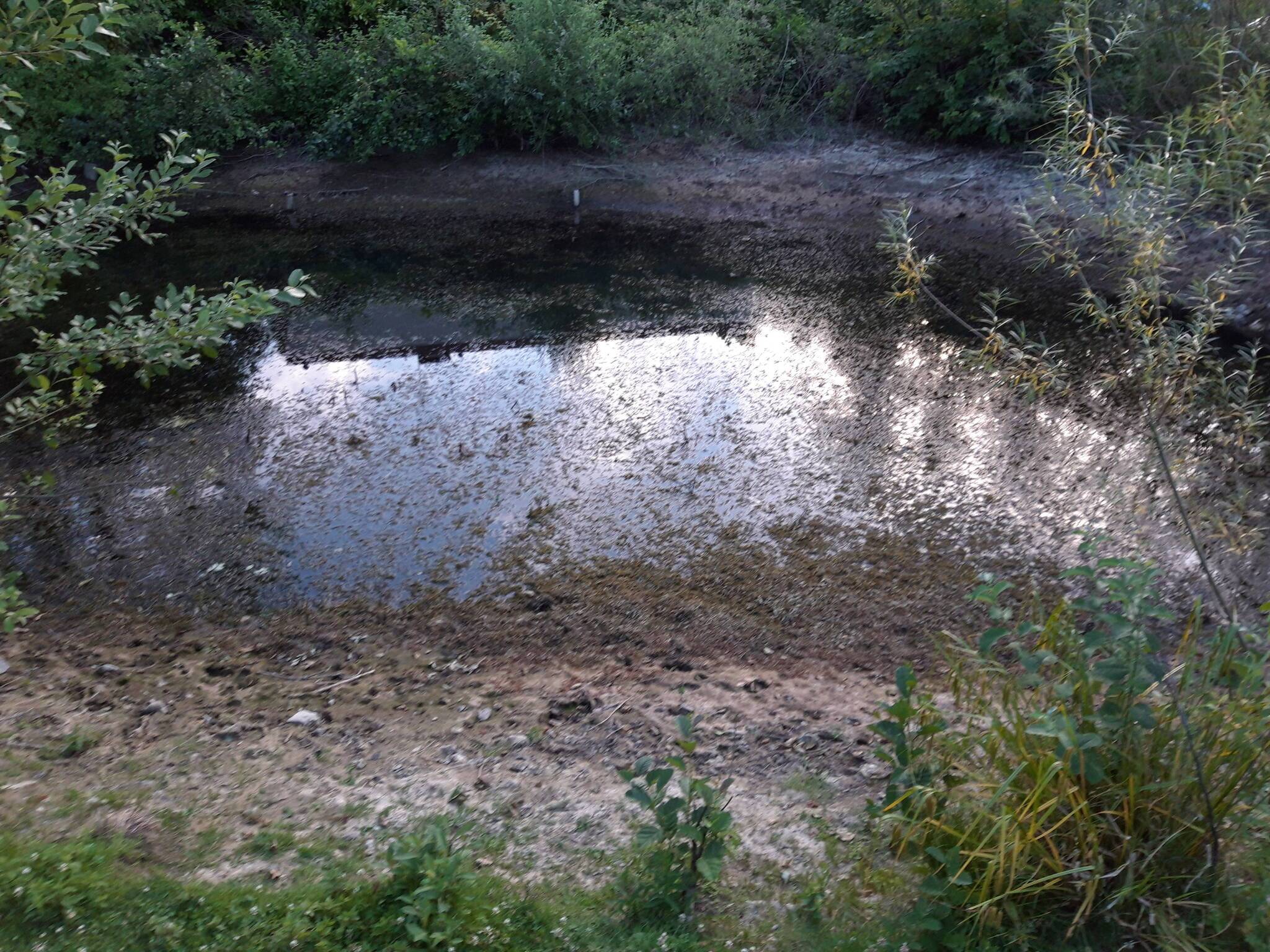  Der Teich im Comberg-Park ist fast komplett trocken gelegt.  
