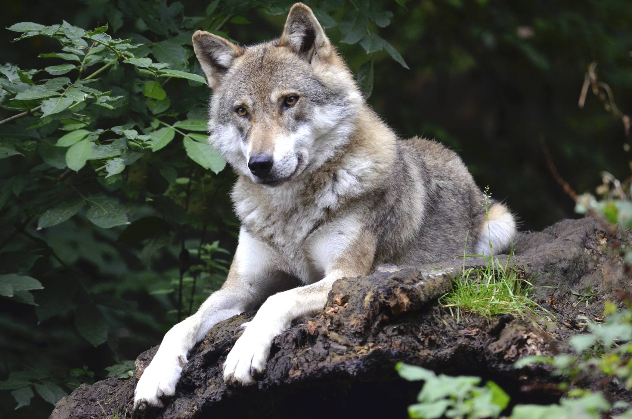  Wunderschön und majestätisch: Wölfe sind eindrucksvolle Tiere. Viele Menschen haben allerdings auch Respekt vor den Vierbeinern. 