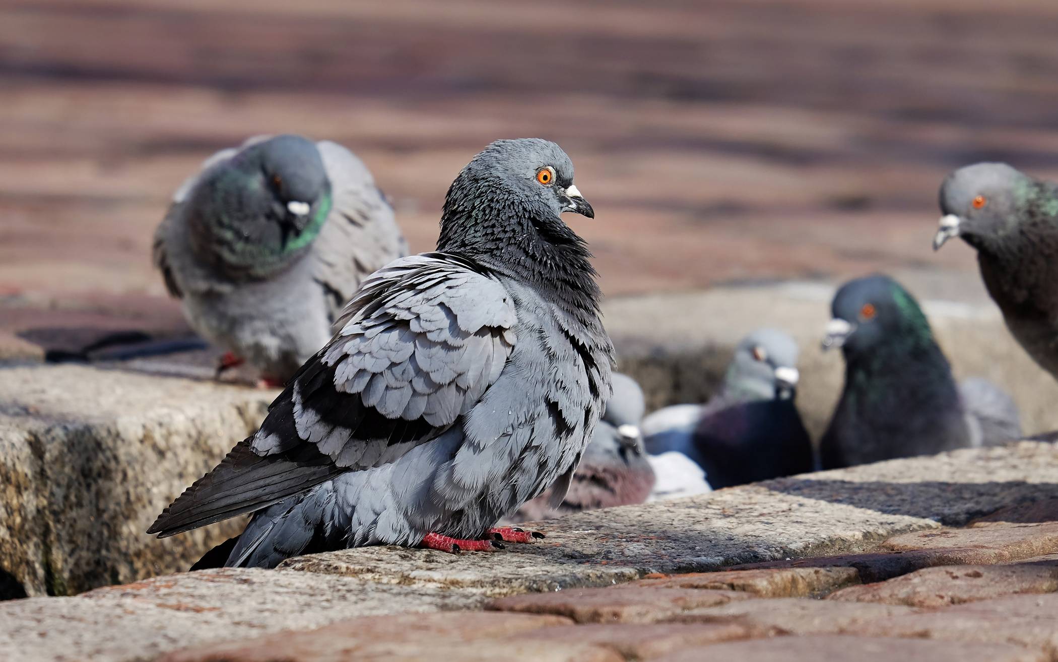  Tauben sind in der der Mettmanner Innenstadt zur Plage geworden. Dies liegt daran, dass sie immer noch gefüttert werden. 