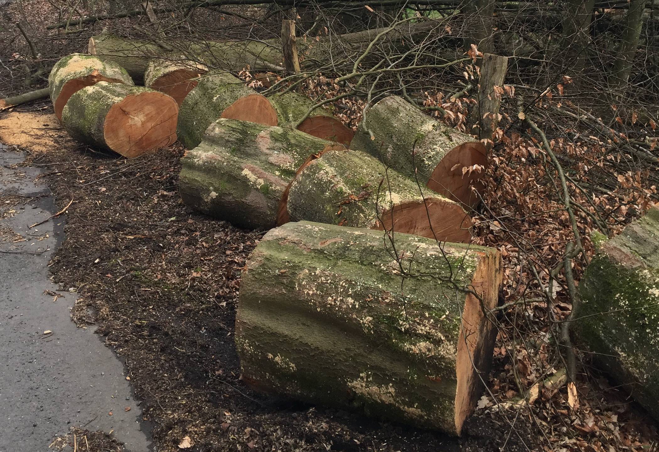 Pilzbefall lässt Eschen sterben: Fällarbeiten im Düsseltal/Neandertal