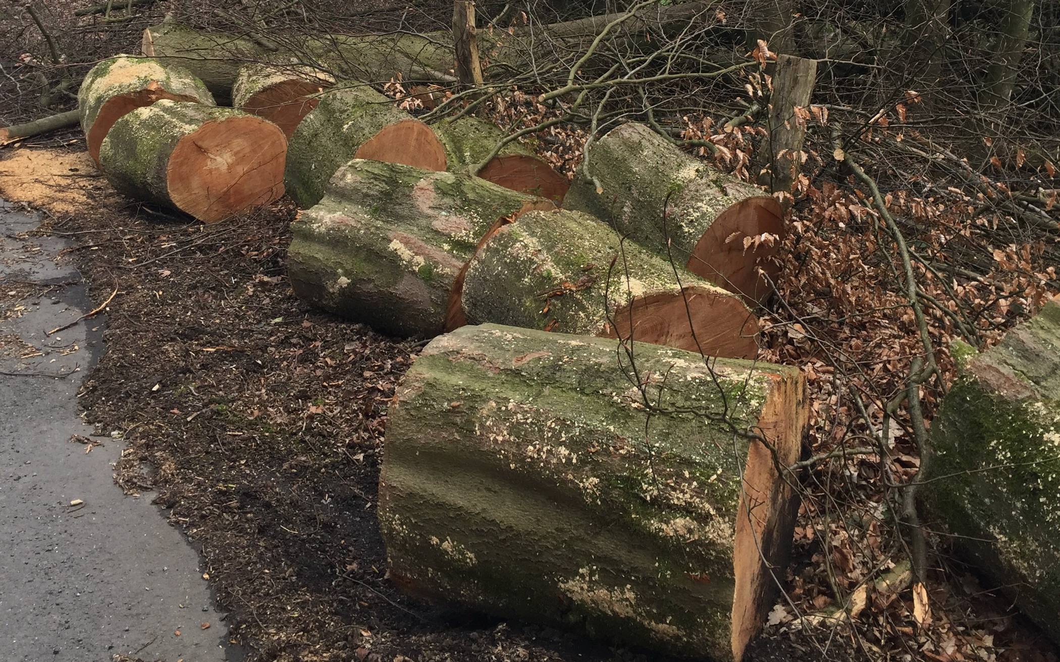 Fällarbeiten im Düsseltal/Neandertal