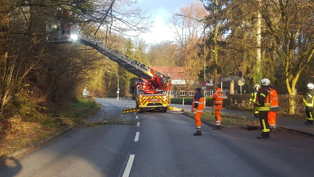 Baum drohte auf Straße zu stürzen