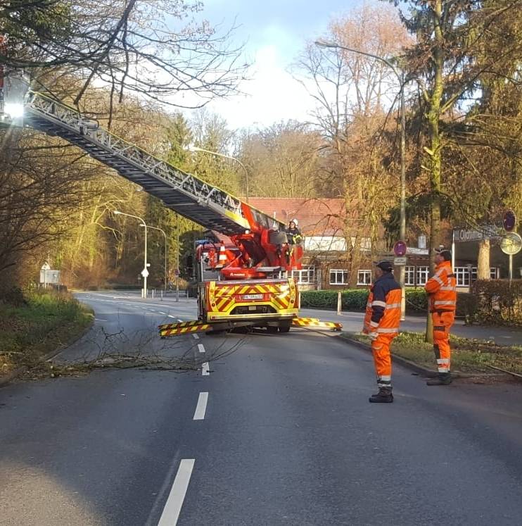 Fällarbeiten an der Talstraße