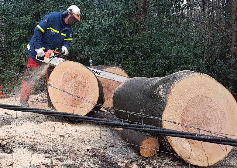 Pappeln auf Spielplatz Rheinstraße müssen gefällt werden