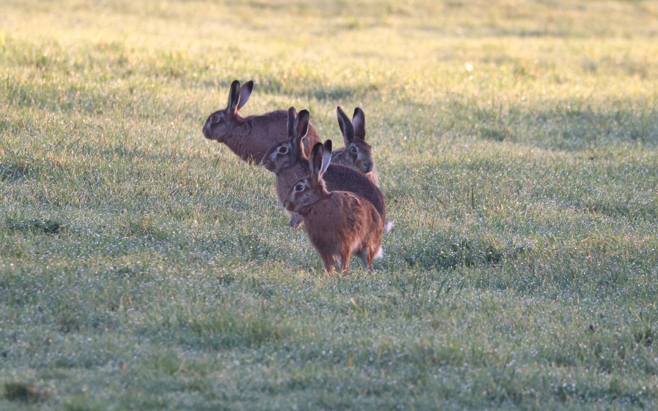 19 Tiere leben durchschnittlich in NRW auf einem Quadratkilometer: Hasenbestände entwickeln sich positiv