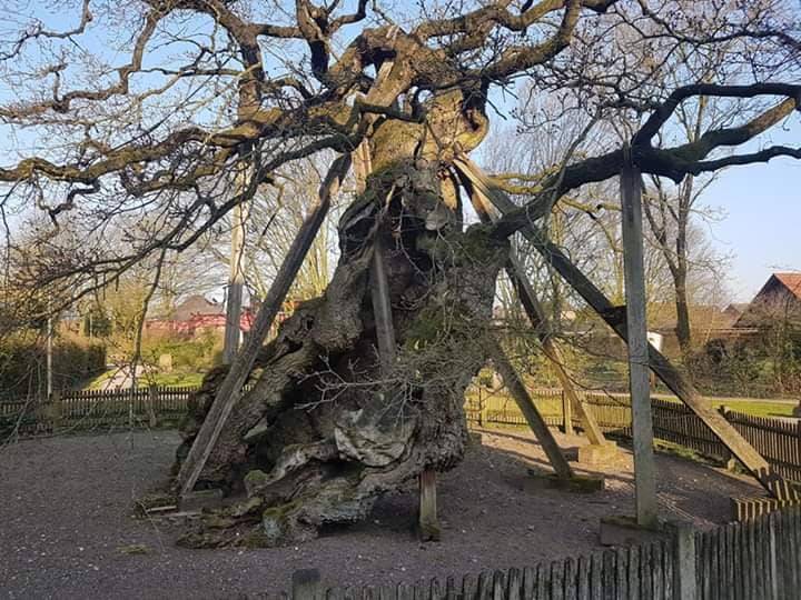 Baumpflanzung in Mettmann Ableger der berühmten „Femeiche“