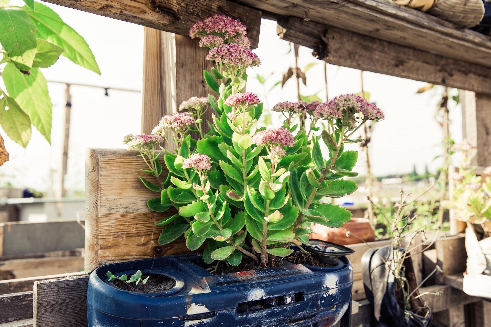 Gemüse statt Blumen