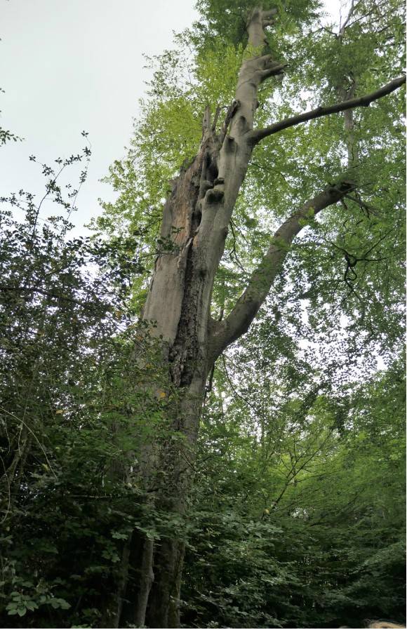 Schadhafte Bäume im Holzer Bachtal.