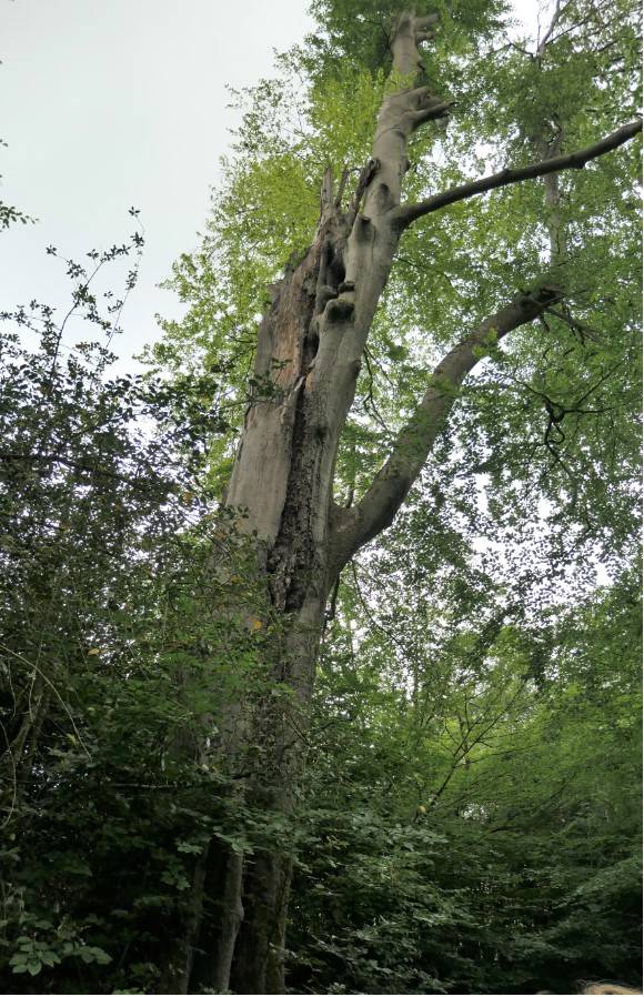  Schadhafte Bäume im Holzer Bachtal. 