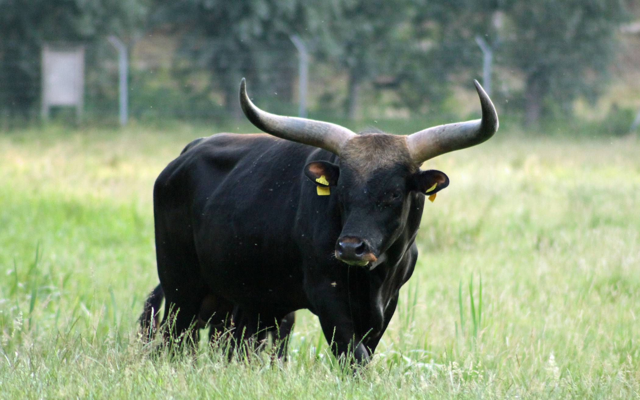 Neuer Stier im Eiszeitlichen Wildgehege