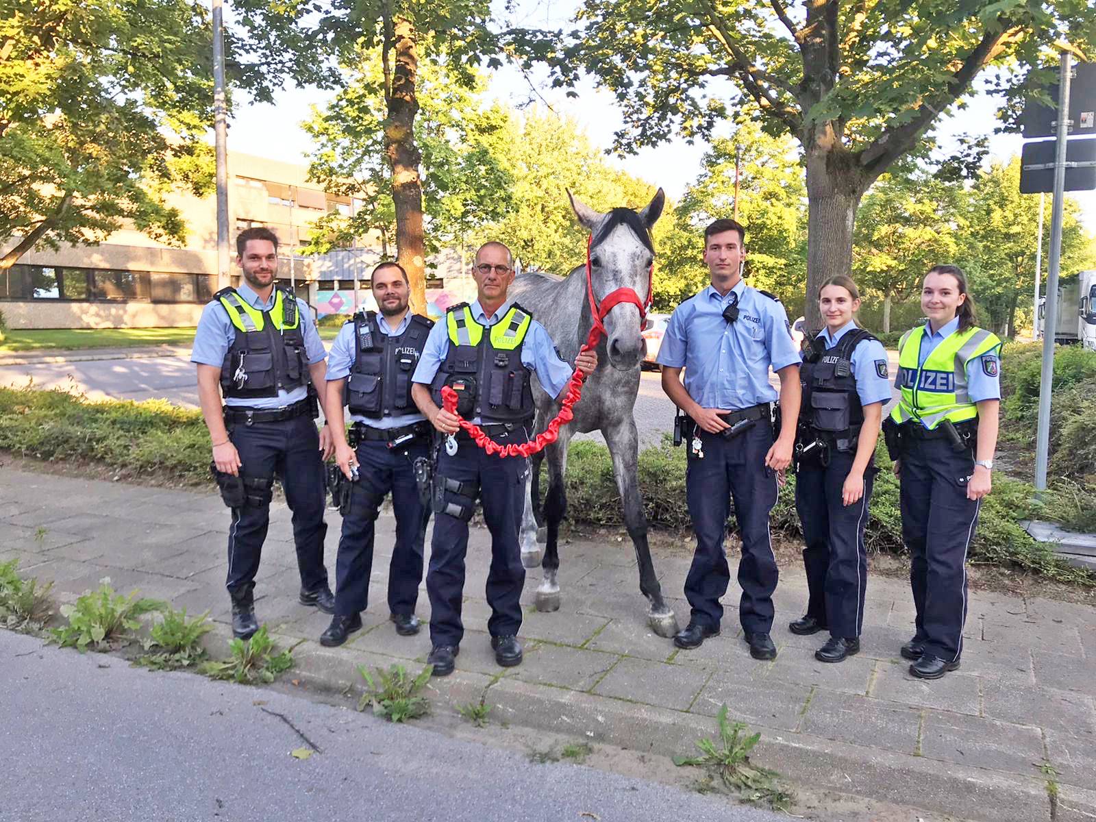  Gemeinsam mit Kräften der Autobahnpolizei fingen Polizeibeamte aus Hilden ein entlaufenes Pferd ein. 
