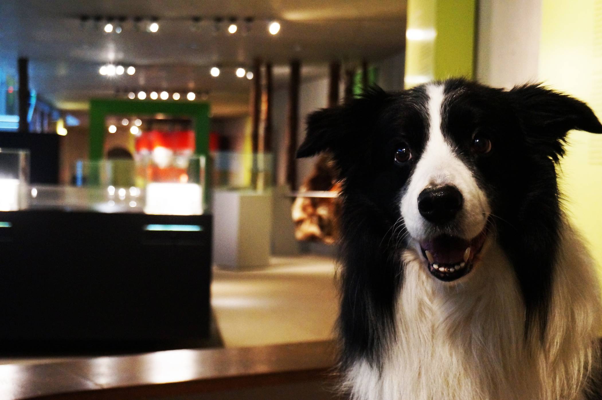 Doggy Day im Neanderthal Museum: Mit dem Hund ins Museum