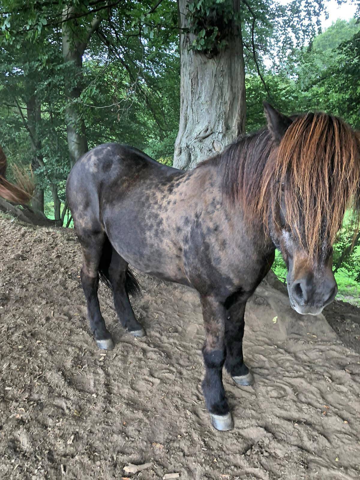 Island Pony Von Weide Entwendet Die Polizei Ermittelt Island Pony Fagur Wird Schmerzlich Vermisst