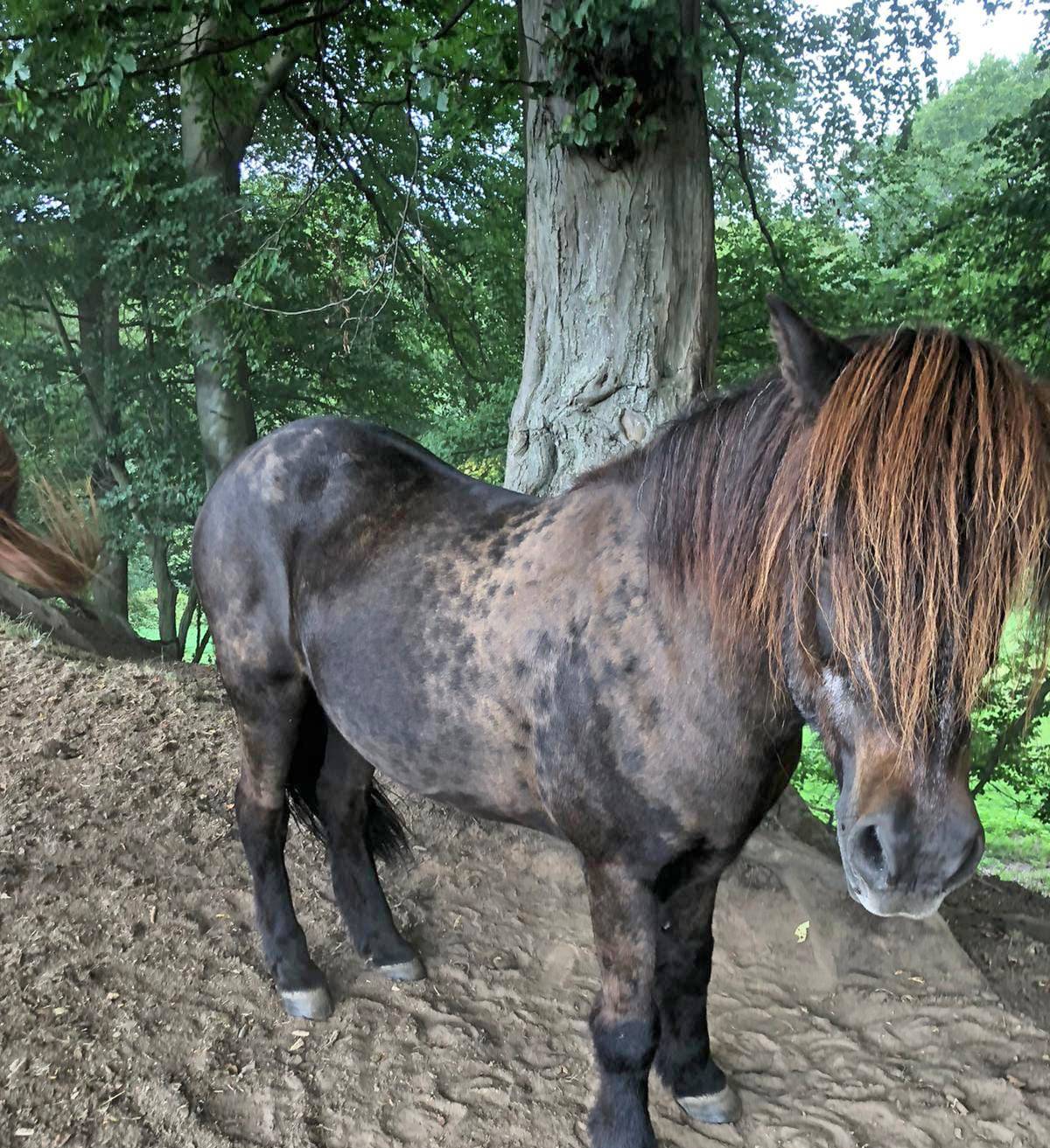 Island-Pony Fagur wird schmerzlich vermisst