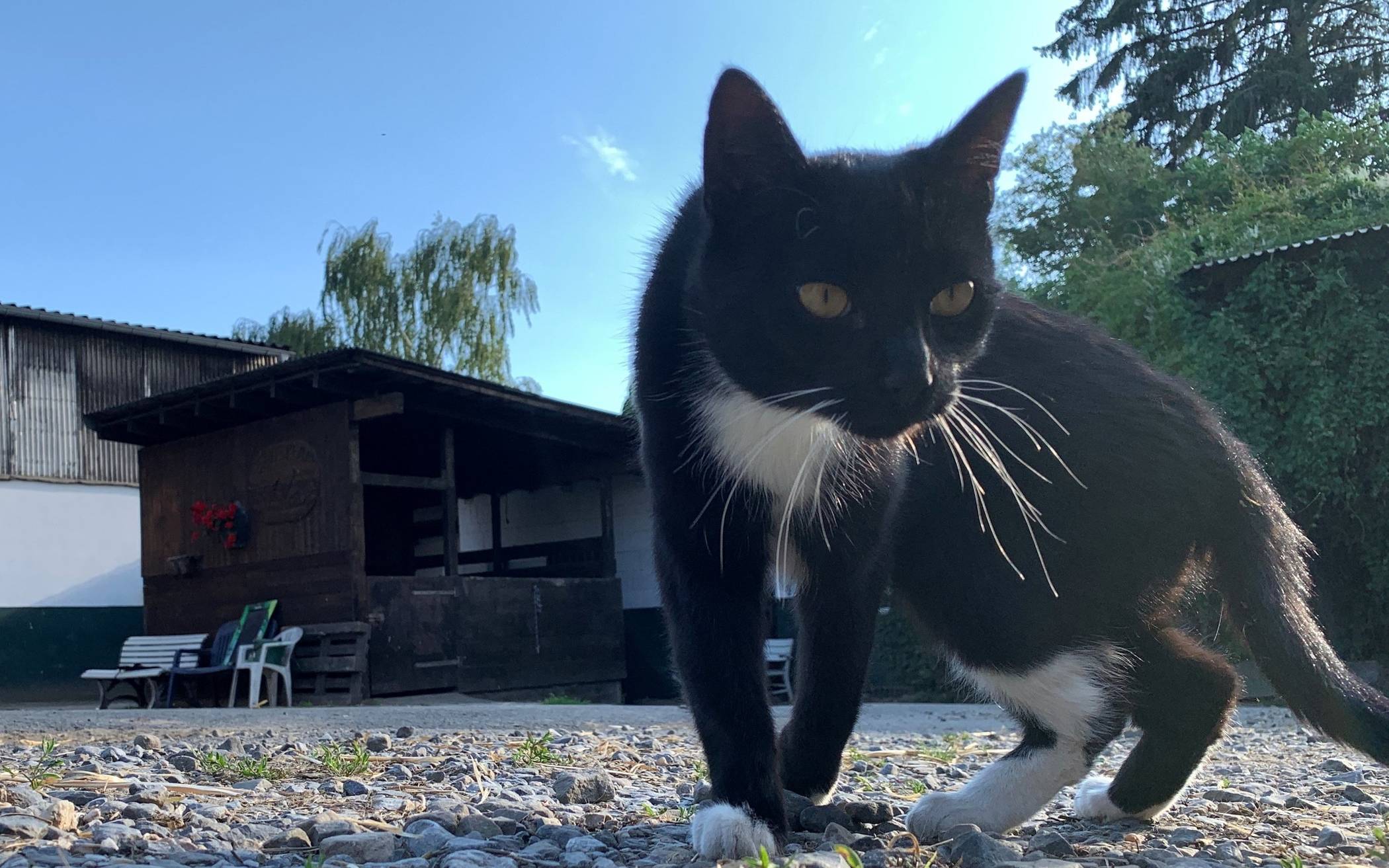 Kater Anton lebt ein glückliches Leben